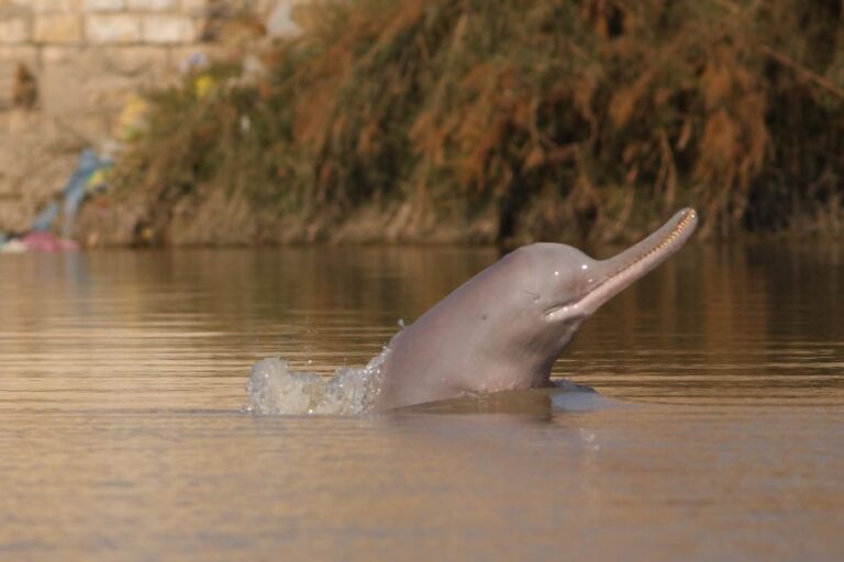 Indus-river-dolphin